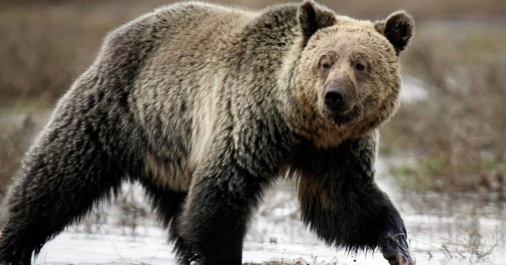 Hunter Shoots Grizzly Bear After Being Chased Down