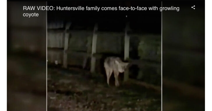 North Carolina Man Shoots Coyote That Threatened His Daughter, Dog