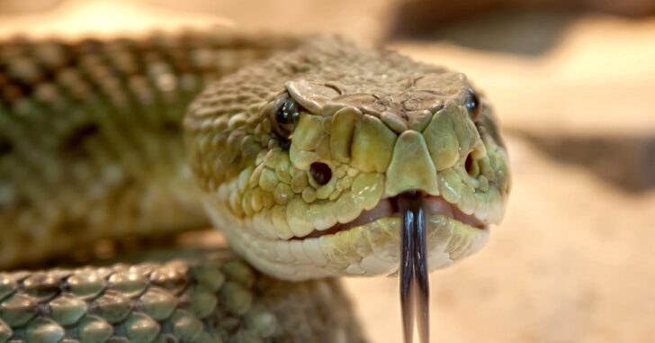 Can You Shoot A Snake In Self-Defense?